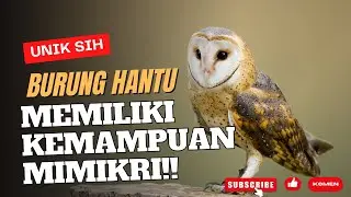 10 Fakta Unik & Menarik Tentang Burung Hantu - Fakta Burung Hantu - Fakta Unikku