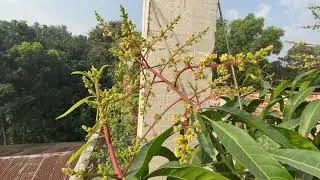 Mango Tree review in our software Insurance company part #1 #insurance