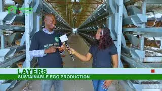 Птицеводство: куры-несушки и производство яиц | Farm Wise, выпуск 5