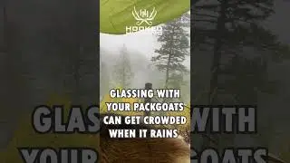 Glassing with Pack Goats - It Can Be Crowded #packgoats #backcountryhunting #diypublicland