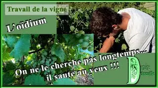 Une maladie fr&eacute;quente dans la vigne : l'o&iuml;dium