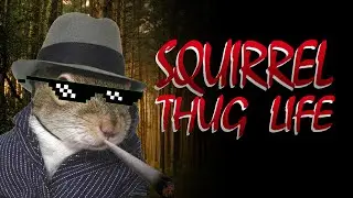Ninja Squirrel Thug Life VS. Stoners