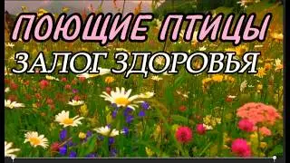 The Wonderful Singing of Birds and the Beauty of Nature Will Give You Health. ASMR #birdwatching