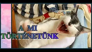 💉Elérkezett Sir Mock, a kandúr cica ivartalanításának a napja🤢/ Huszi