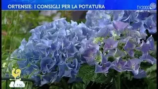 Ortensie: cura e potatura