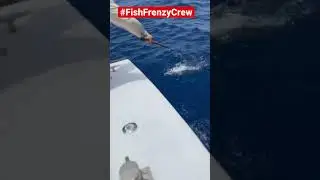 As a fisherman in Florida&hellip; You&rsquo;re only competition are sharks. #fishfrenzycrew #florida #tuna #taxed