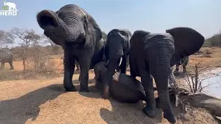 The Moment Tokwe Runs After the Wild Elephants & the Herd Follow After Her!