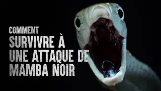 Comment survivre à une attaque de mamba noir