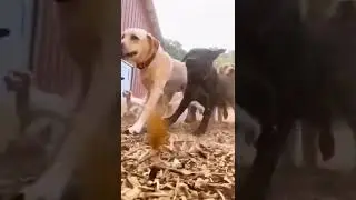 new viral dog and monkey funny fight|funny animal dance comedy 😅🥳