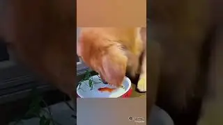 Wow amazing 😍 video for animals is low