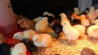 Chauffer les poussins du poulet de chair sans brése ni électricité pendant 21jours