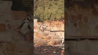 Penguin descending the ladder #short #shorts #shortsvideo #youtubeshorts #shortbeta #justwachtv