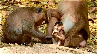 Jason baby monkey is so handsome | Monkey Jill is very poor mommy