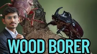 WOOD BORER Treatment Exposed 🔍 | How to Detect & Eliminate Wood Pests Like a Pro