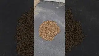 Мы нашли сонный рой на земле 🐝
