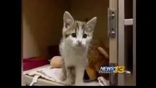 Frozen kitten found in Pueblo garbage truck
