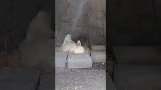 The Duck, A Quirky Companion.