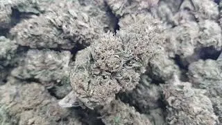 Greek CBD flowers (kompolti)