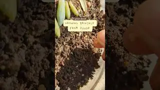 Grow Brinjals from seeds at Home!🍆✨#garden #vegetables #vegetablegarden #brinjal #eggplant #baingan
