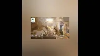 دقائق أدائية دخول همزة الاستفهام على همزة القطع الشيخ المقرئ محمد تميم الزعبي حفظه الله