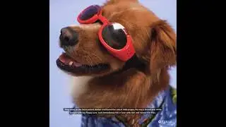 Pet Dog Memories: A Story of a Boy and his Pet Dog's Love, Loyalty, and Devotion