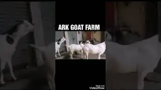 ARK GOAT FARM