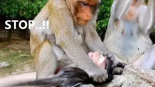 Break Neck Break Heart !! Poor baby Carlino mom fight to stop Milk || Pity baby hungry&scare.