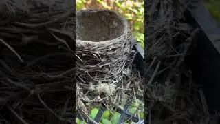 This is where the magic happens! #babybirds #birdnest