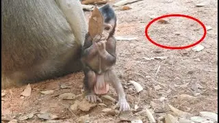 How monkey living ? Cambodia Baby monkey