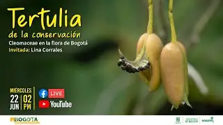 Tertulia de la Conservaci&oacute;n: Cleomaceae en la flora de Bogot&aacute;  | Jard&iacute;n Bot&aacute;nico de Bogot&aacute;