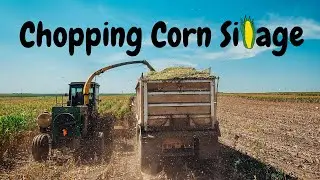 Chopping CORN SILAGE 2020 (Cow Chow)