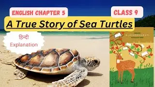 Ch.5 A True Story of Sea Turtles| English Class9|Full Hindi Explanation| #english