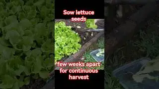 Garden tips 40 - How to grow & harvest lettuce all season round #lettuce #gardeningtips #harvest