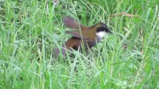 Birdwatching Colima | Green-striped Brushfinch