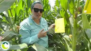 Corn Rootworm Beetles and Taking Action