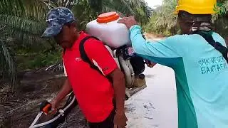 Program caterpillar spray, membunuh ulat api(setora nitens) dan baggworm