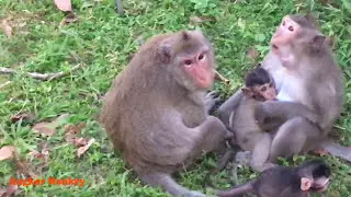 Little newborn baby run to wrong mother to get a nurse, Angkor Monkey