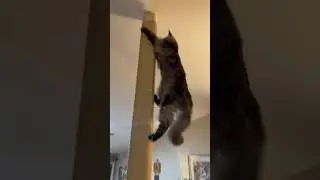 CATHLETE