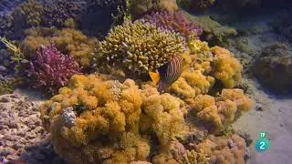 Grandes documentales  El Mar Rojo