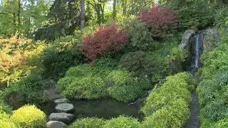 Seattle's picturesque Kubota Garden is a must-see this fall - KING 5 Evening