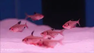 Rode Minor (Hyphessobrycon eques)