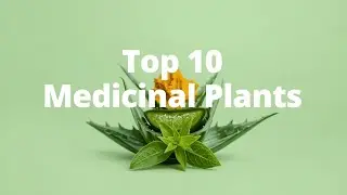 Top 10 Most Powerful Medicinal Plants in the World