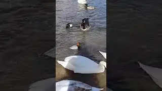 Pochard, Mallard and Tufted Diving Ducks & wild birds nature video