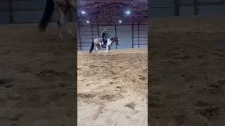Titus Equine Sonny