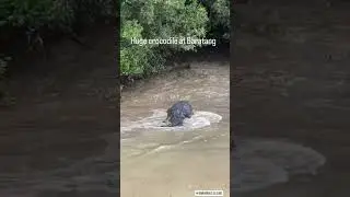Spotted Big Size of Crocodile at Baratang Creek #crocodile #baratang #andaman #saltwatercrocodile
