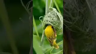 Padaithavanin thunai Iruka aduthavanin thunai etharkul #ytshort#birdsnest #yt#rajinisong#rajinihits