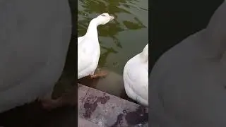 बत्तख की आवाज🦢🦢#short #shorts #duck#viral