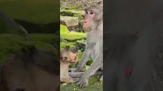 Beautiful lovely baby monkey 🐒 shavara confused mommy #shorts #shortvideo #shortsfeed #monkey