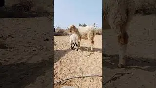 Thar Desert Beauty | Sheep and Their Newborn Baby#animallovers #desenhosanimados #millionviews #shor