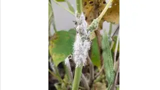 Get rid of Mealybugs with leftover rice #shorts #mealybugs #pesticides